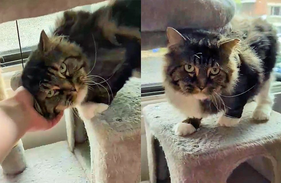 snuggly cat greeting