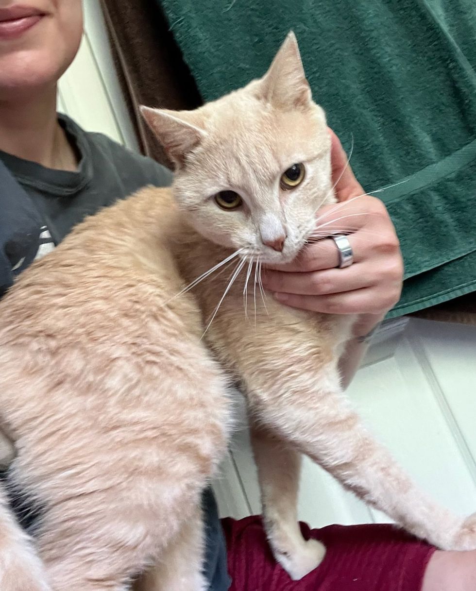 snuggly cat happy indoors