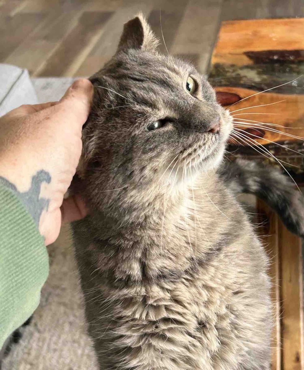 snuggly cat happy indoors