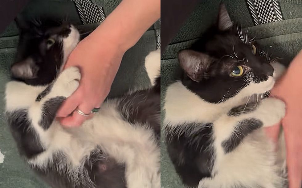 snuggly cat happy purr