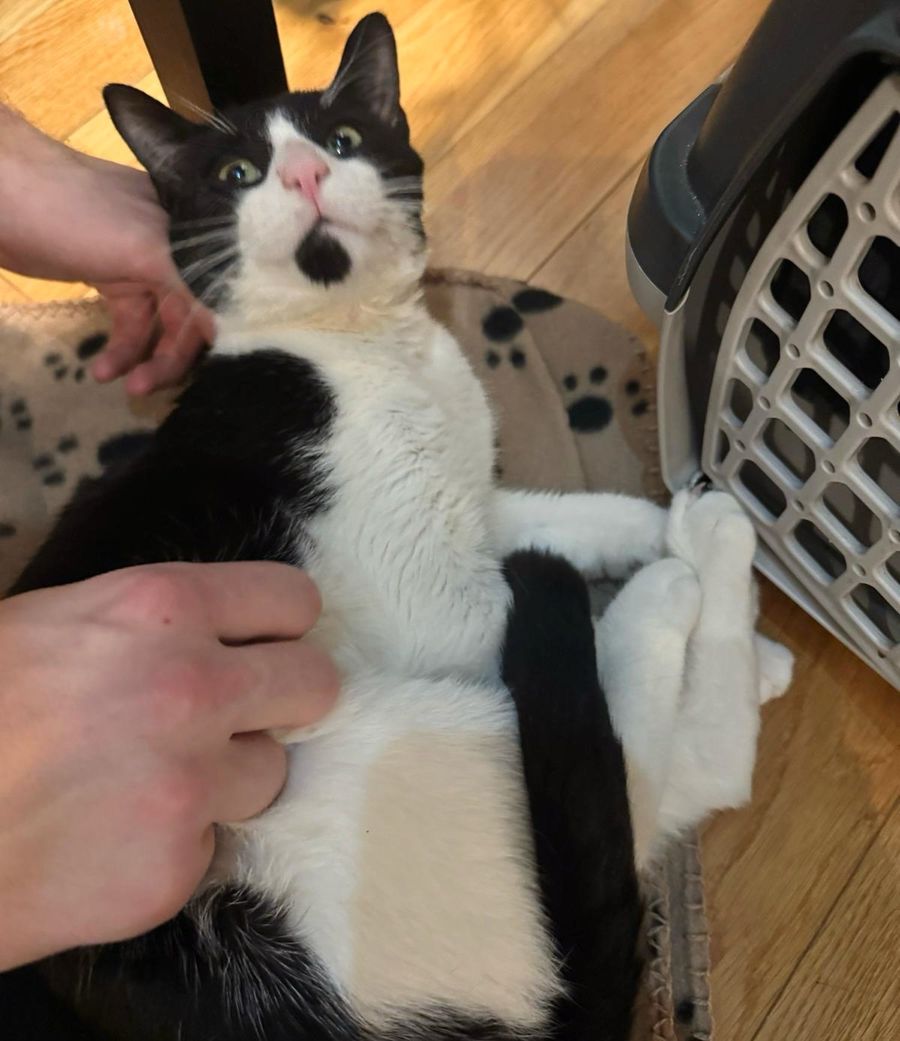 snuggly cat happy
