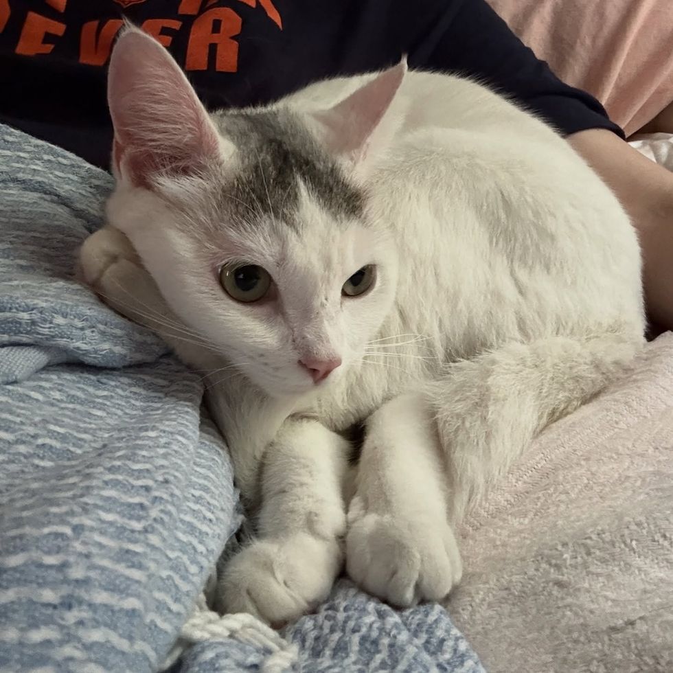 snuggly cat happy