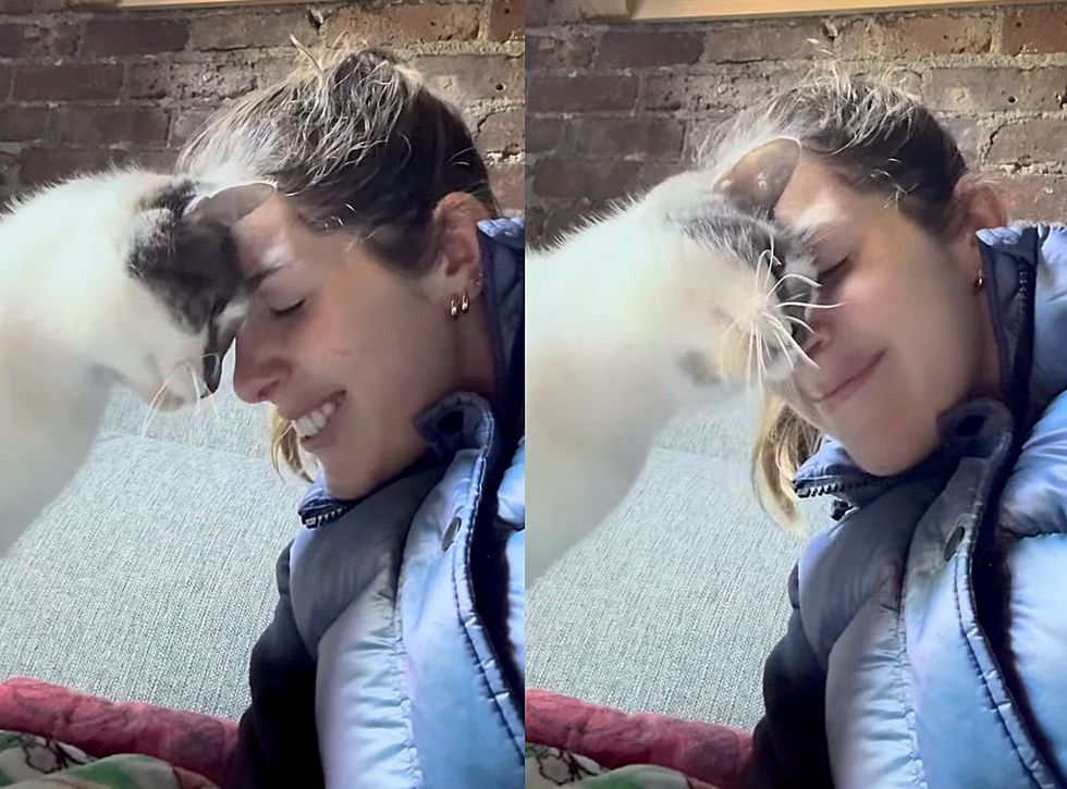 snuggly cat head bumps