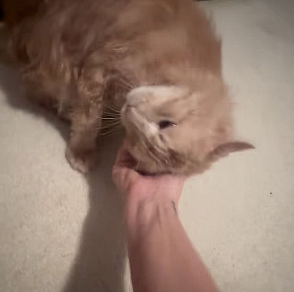 snuggly cat head scritches