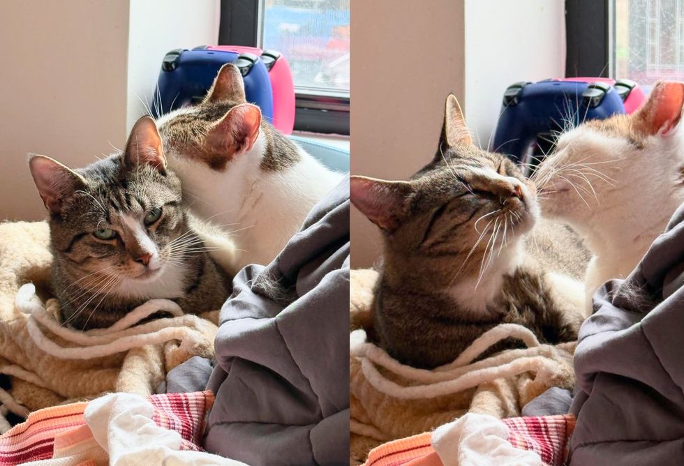 snuggly cat kisses friends