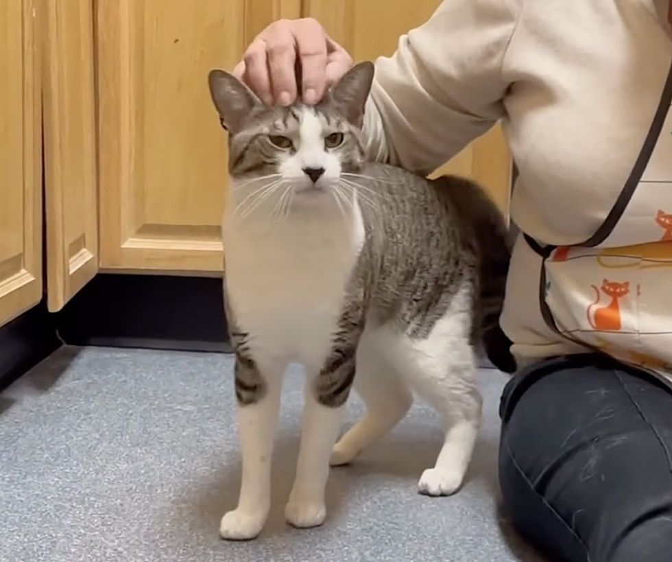 snuggly cat shelter