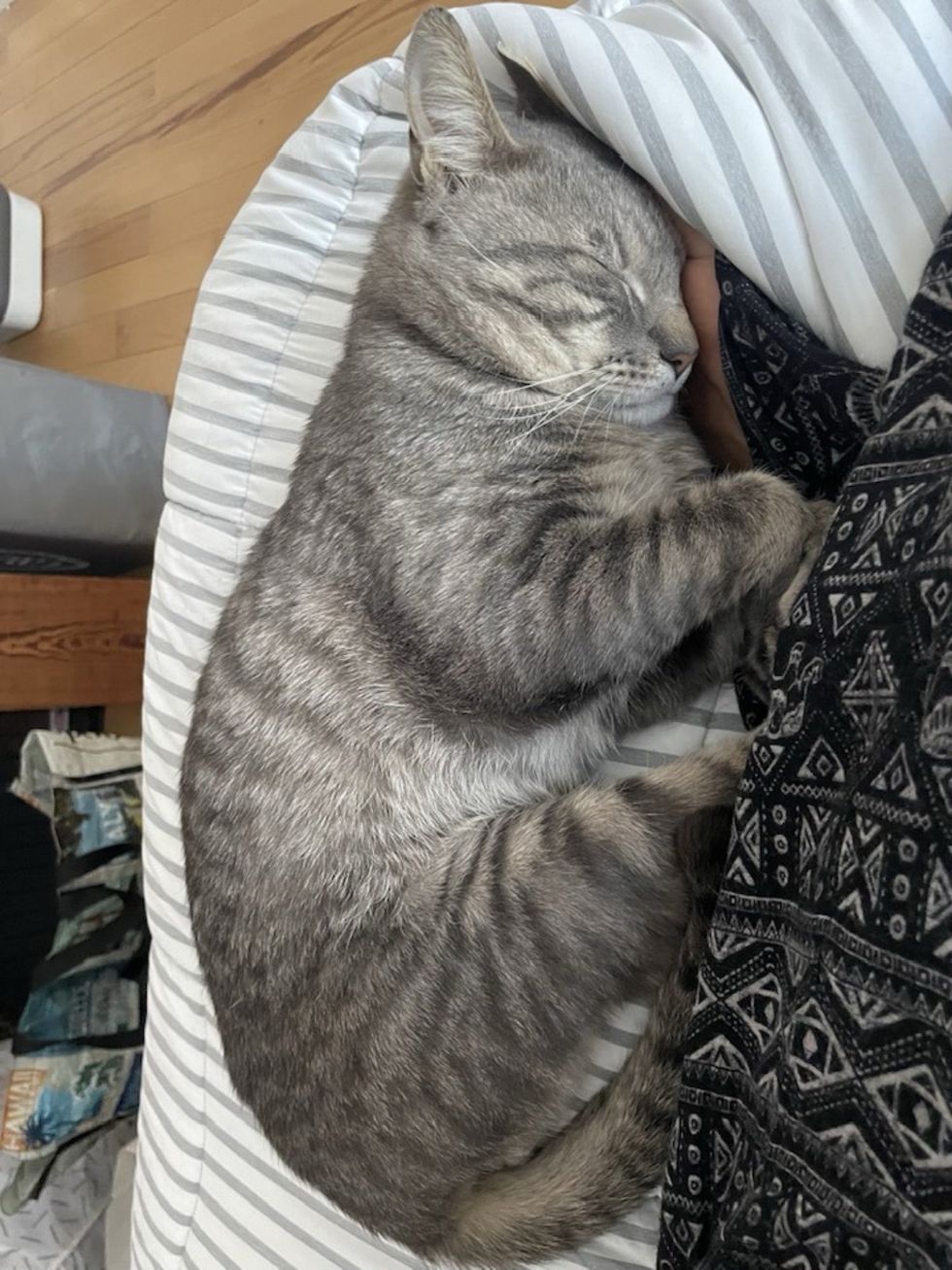 snuggly cat sleeping
