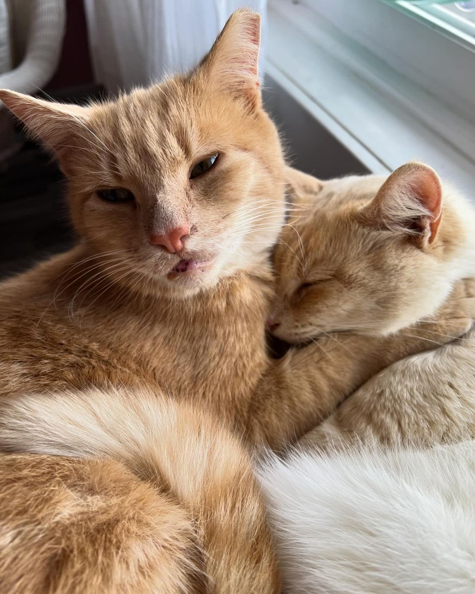 snuggly cats best friends