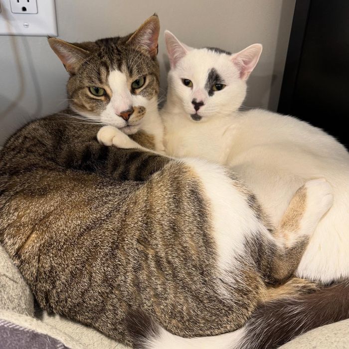 snuggly cats best friends