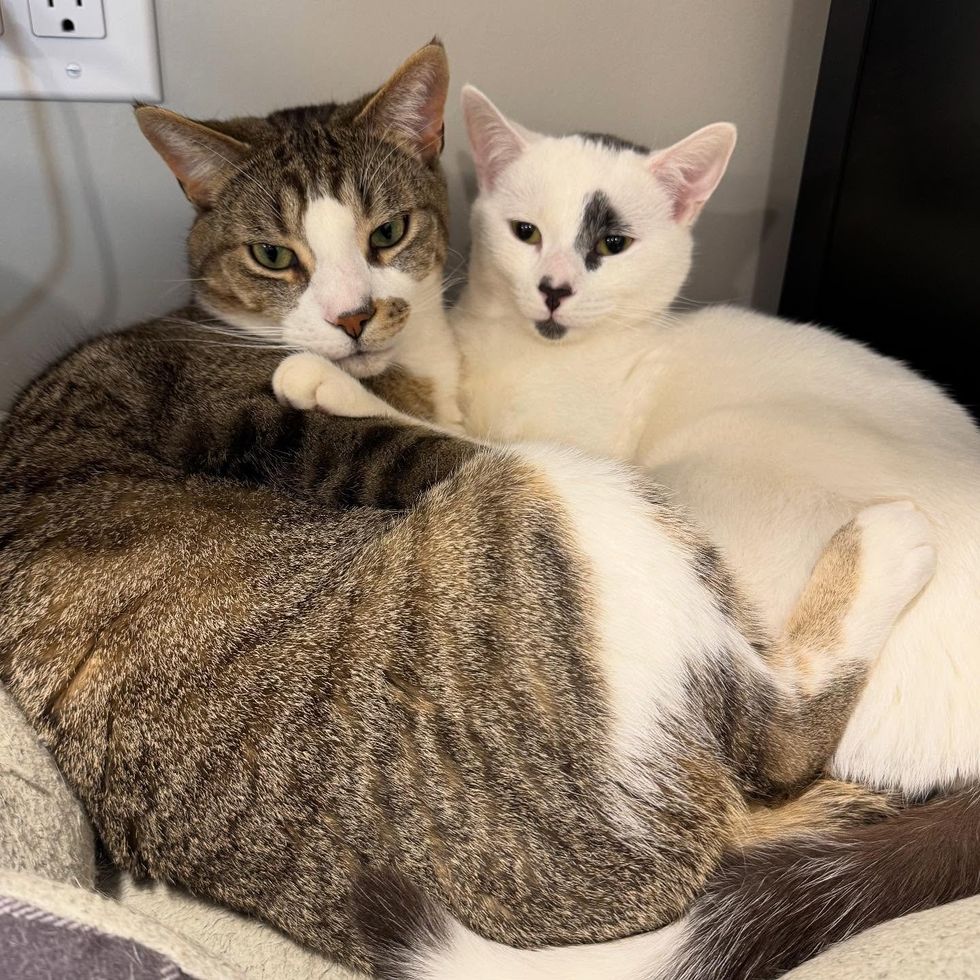 snuggly cats best friends