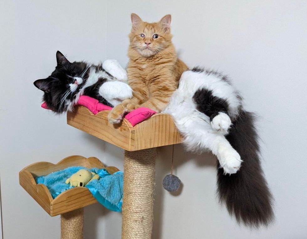 snuggly cats friends