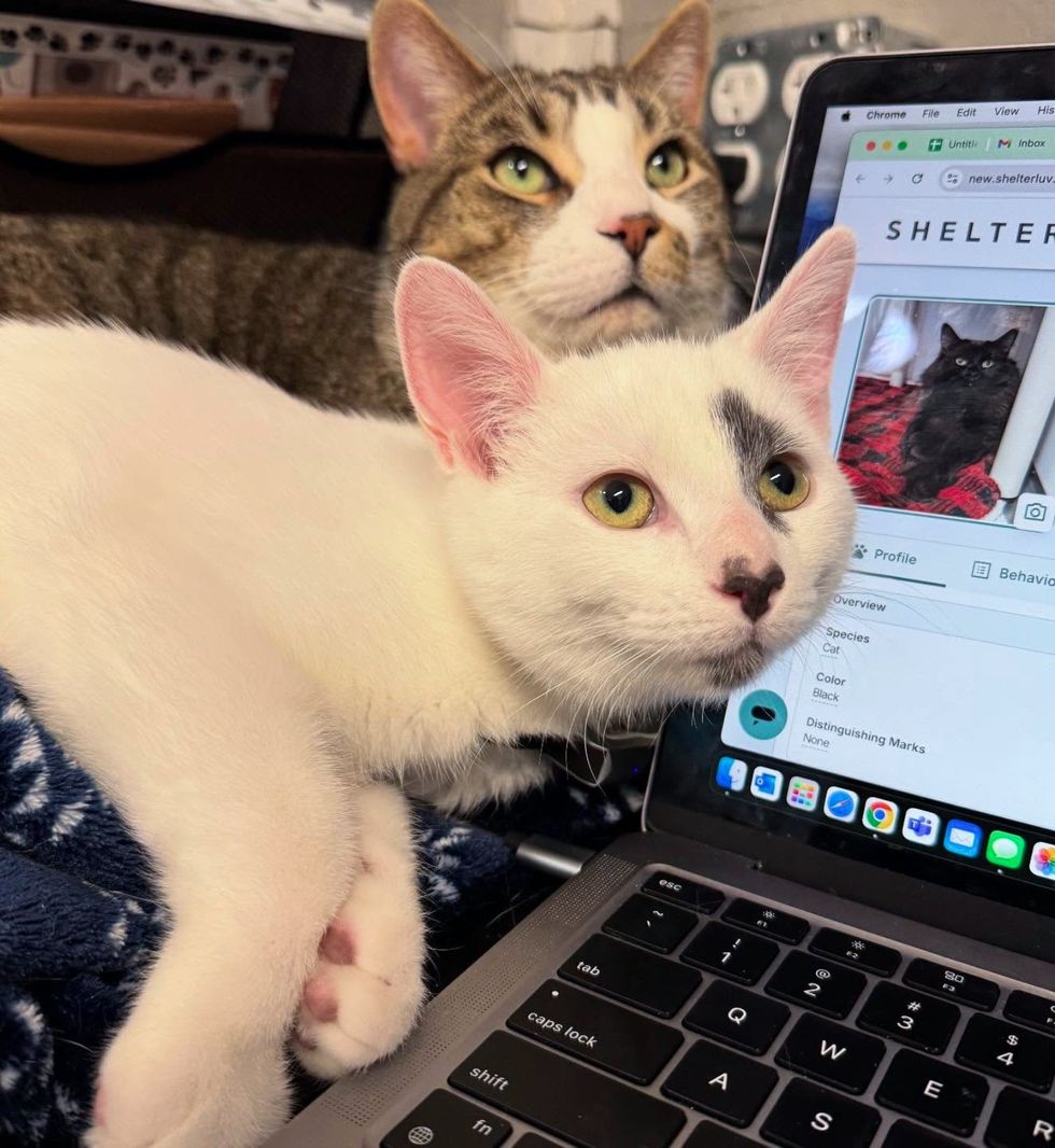 snuggly cats office computer