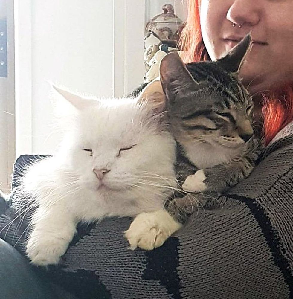 snuggly cats sleeping