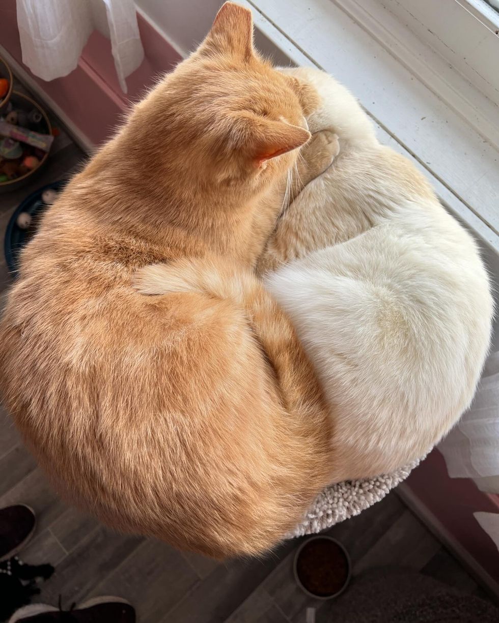 snuggly cats sleeping