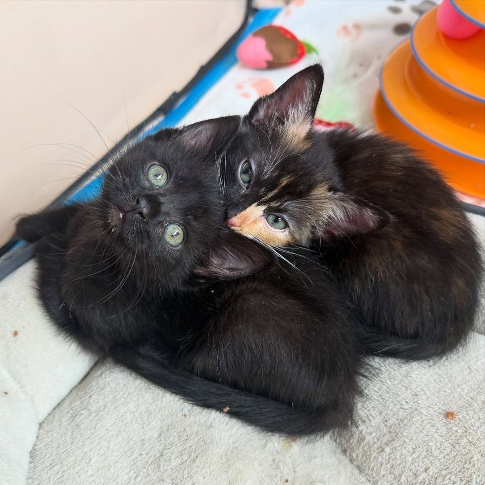 snuggly clingy kittens