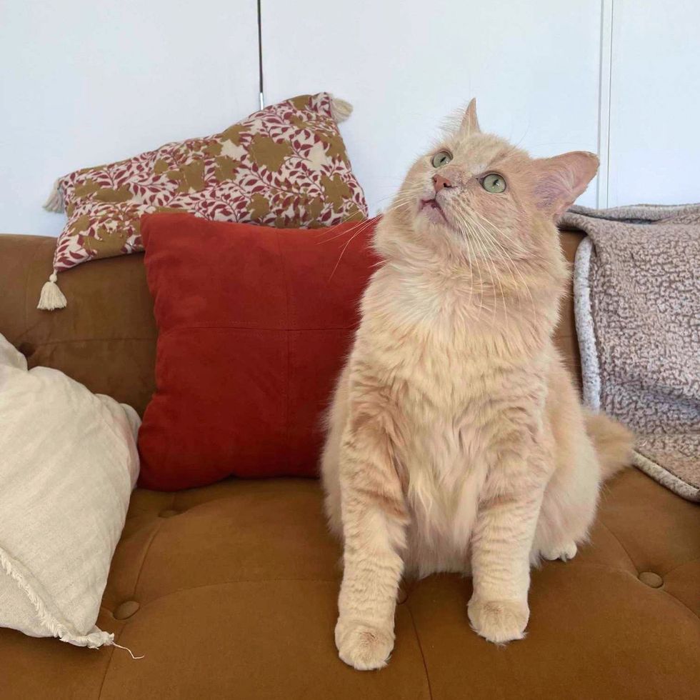 snuggly couch cat fluffy