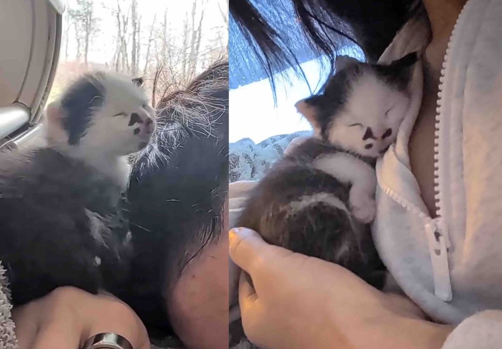 snuggly cow kitten hugs