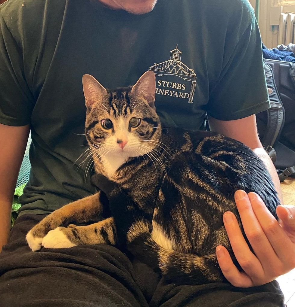 snuggly cross eyed lap cat