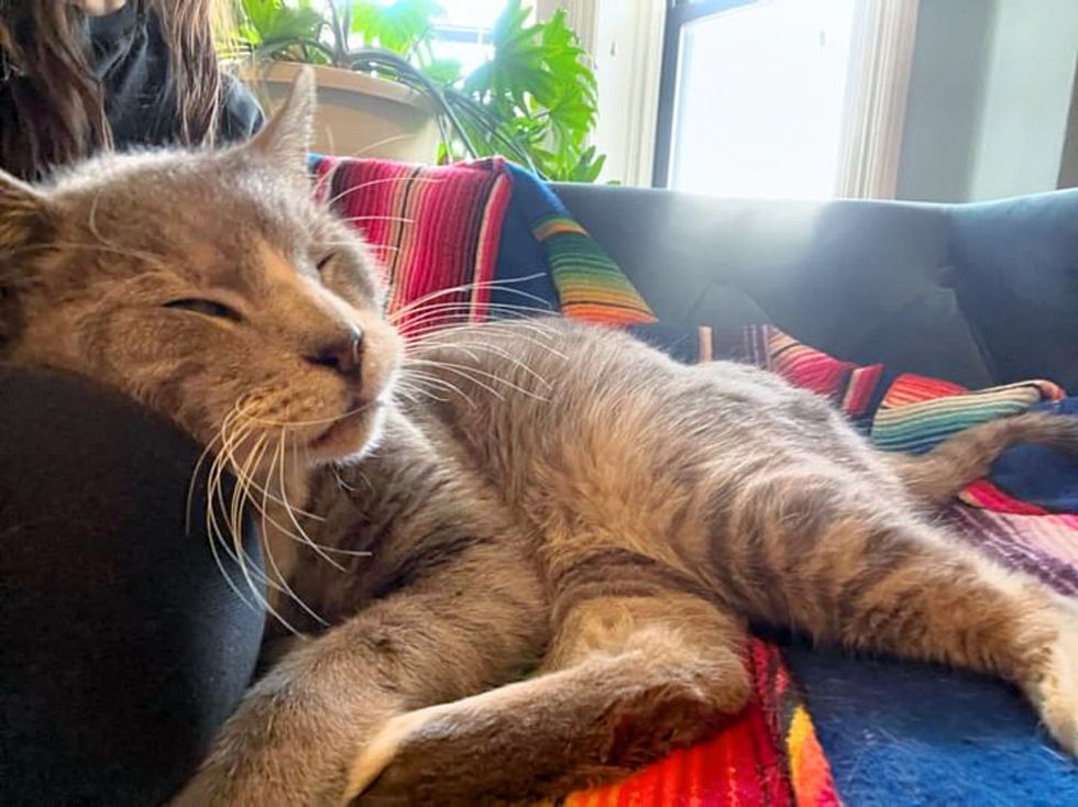 snuggly cuddly cat couch