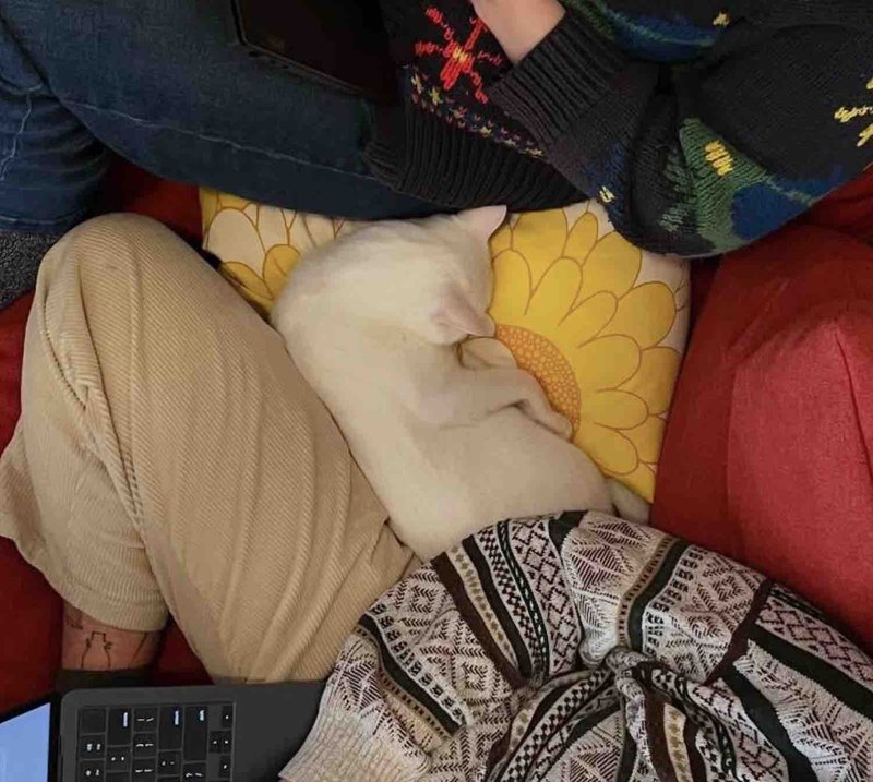 snuggly cuddly cat sleeping