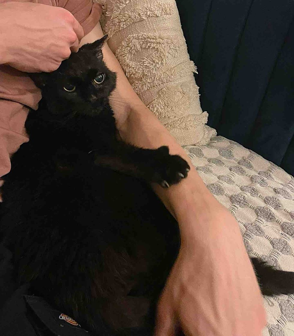 snuggly cuddly cat