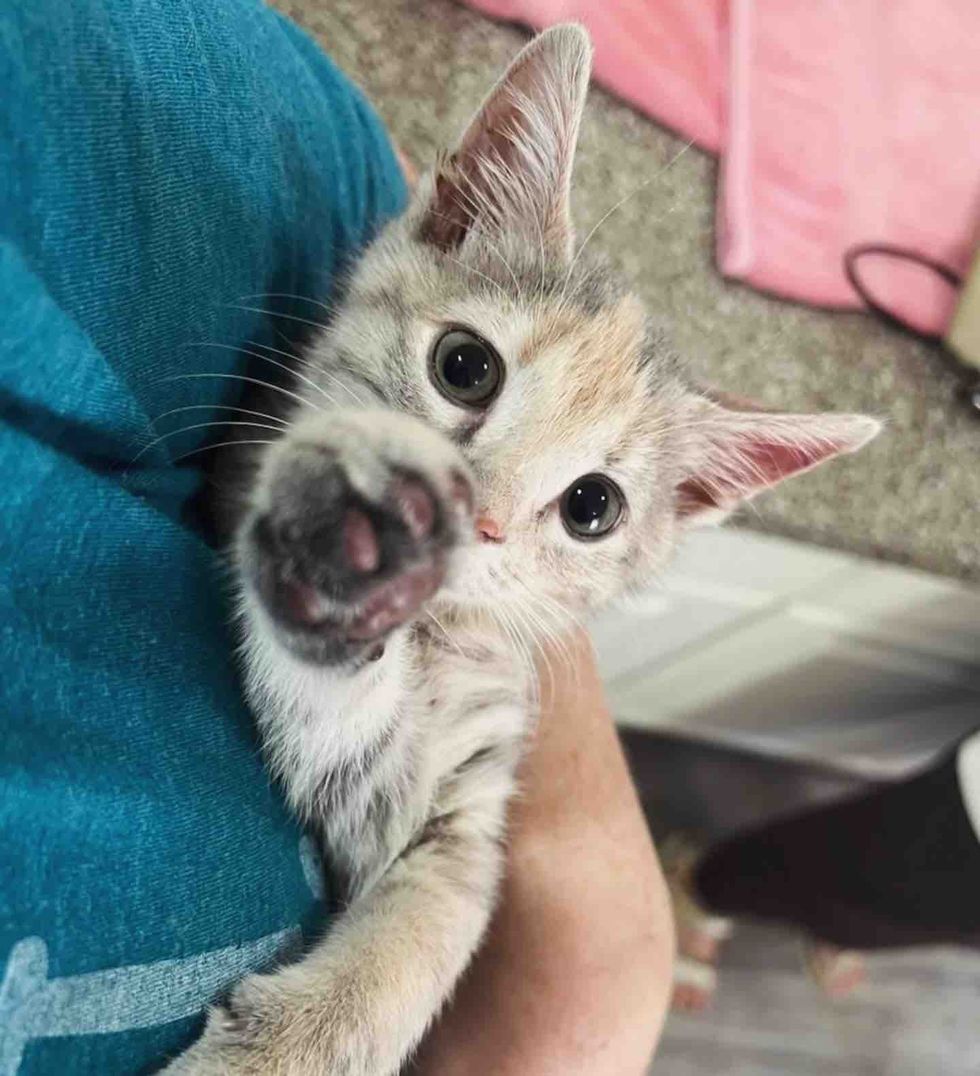 snuggly dilute calico kitten