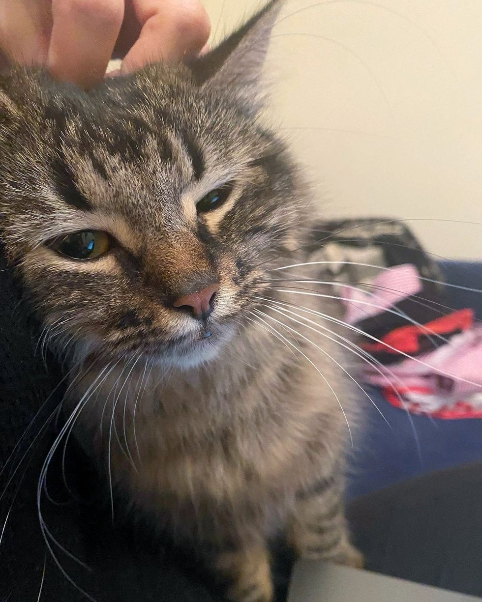 snuggly fluffy cat charlie