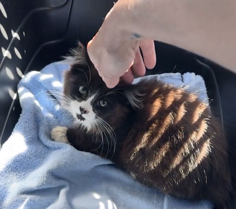 snuggly fluffy kitten