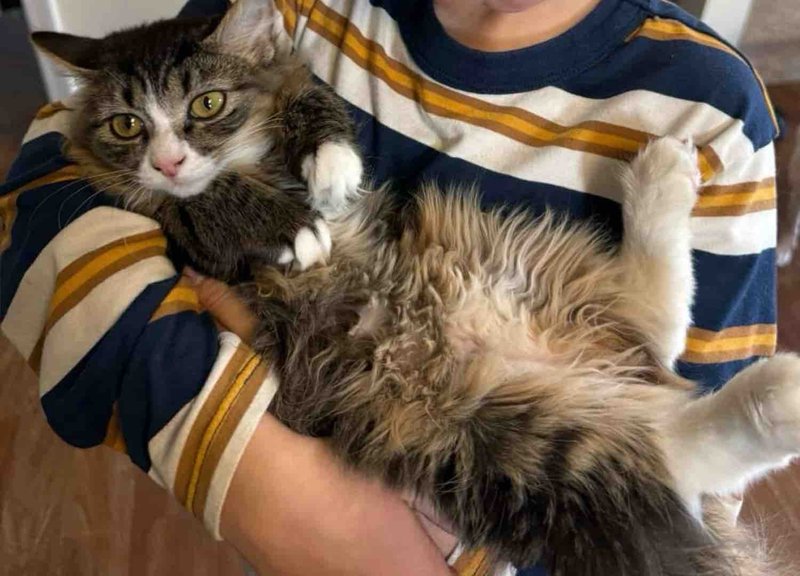 snuggly fluffy kitten