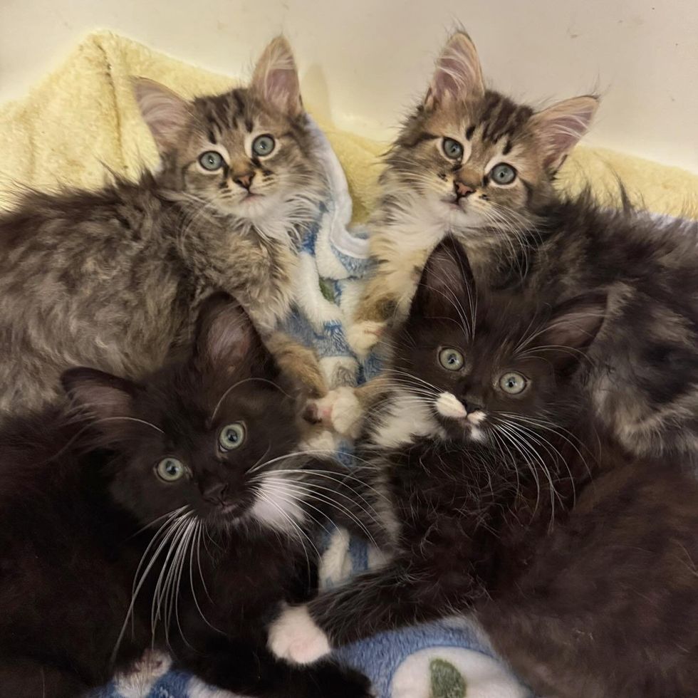 snuggly fluffy kittens