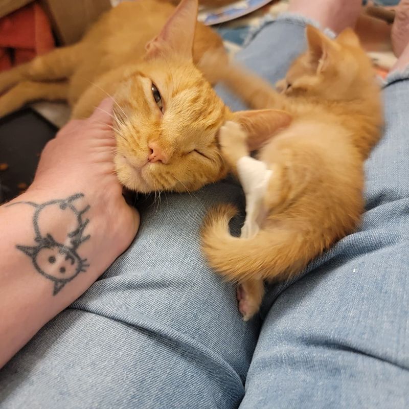 snuggly ginger cat kitten