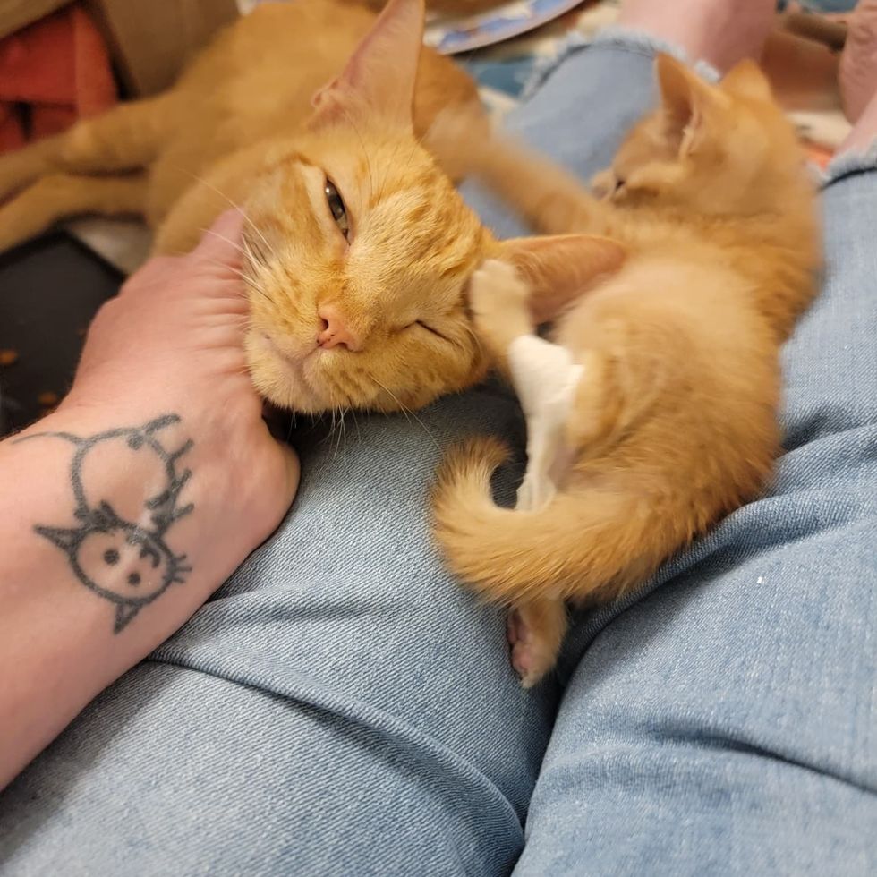 snuggly ginger cat kitten