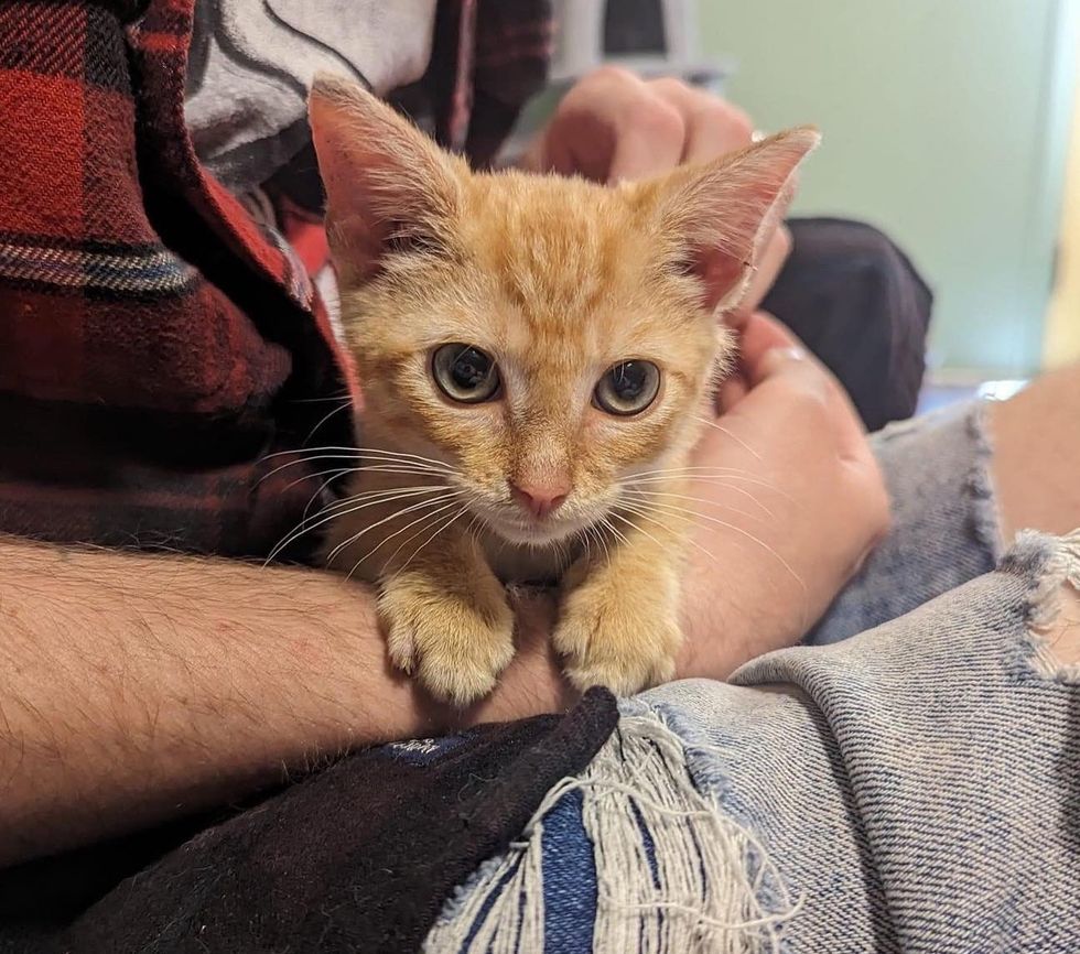 snuggly ginger kitten