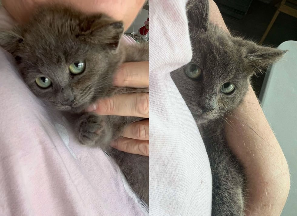 snuggly gray kitten big eyes