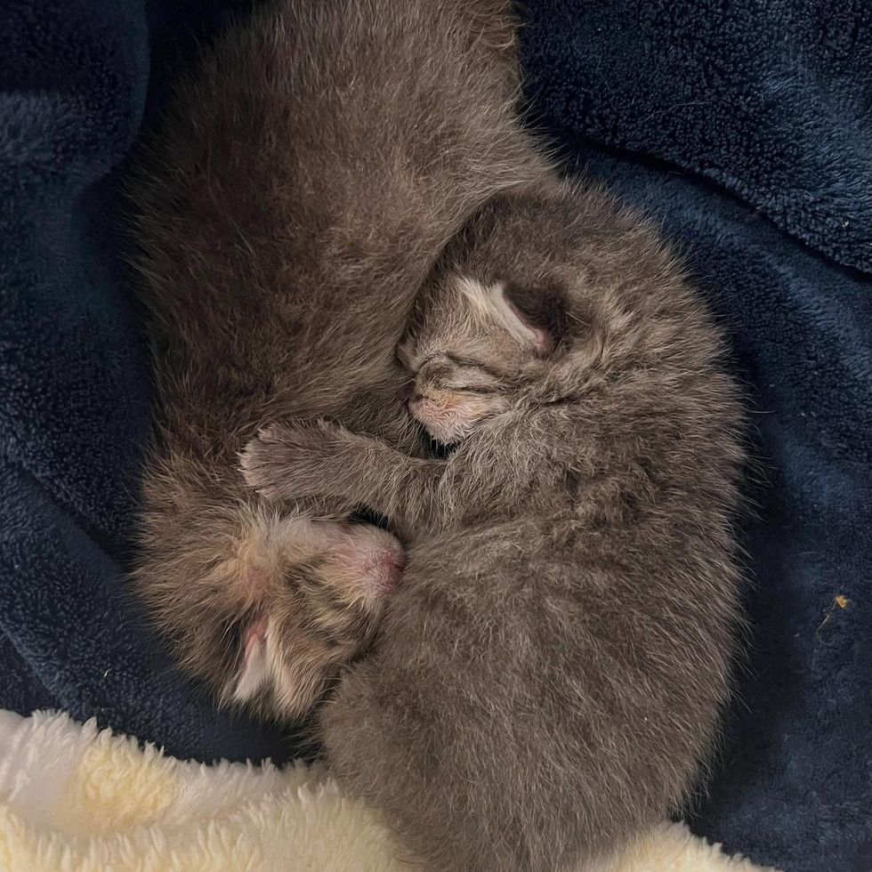 snuggly gray kittens sleeping