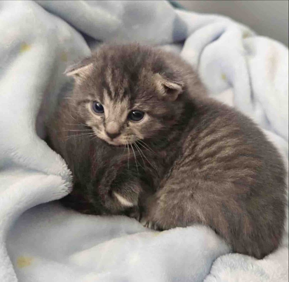snuggly gray kittens