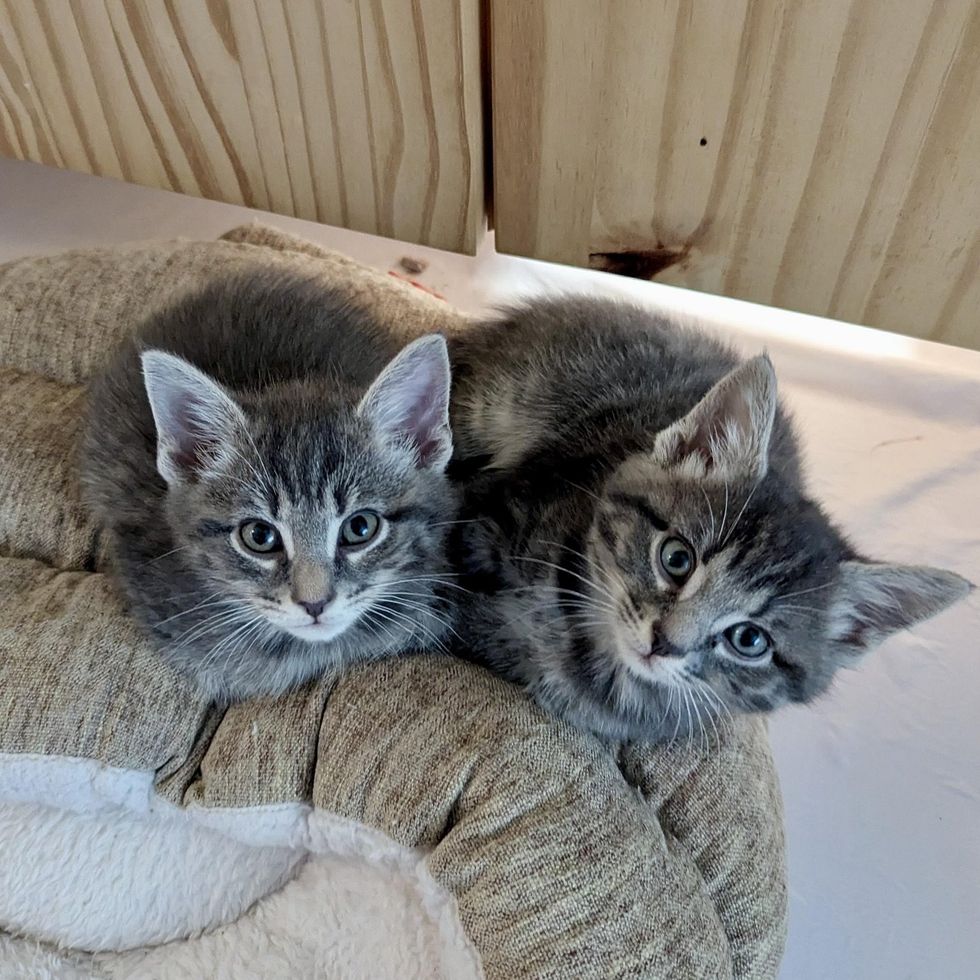 snuggly gray kittens