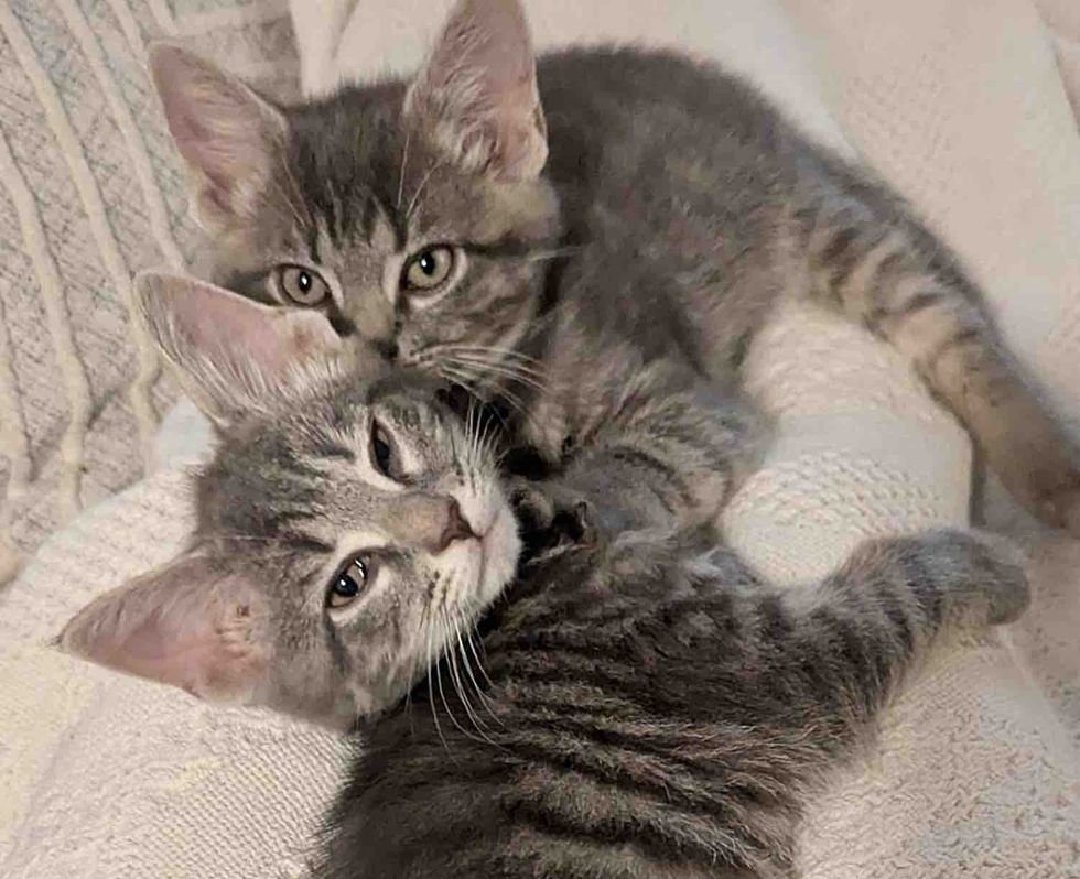 snuggly gray kittens