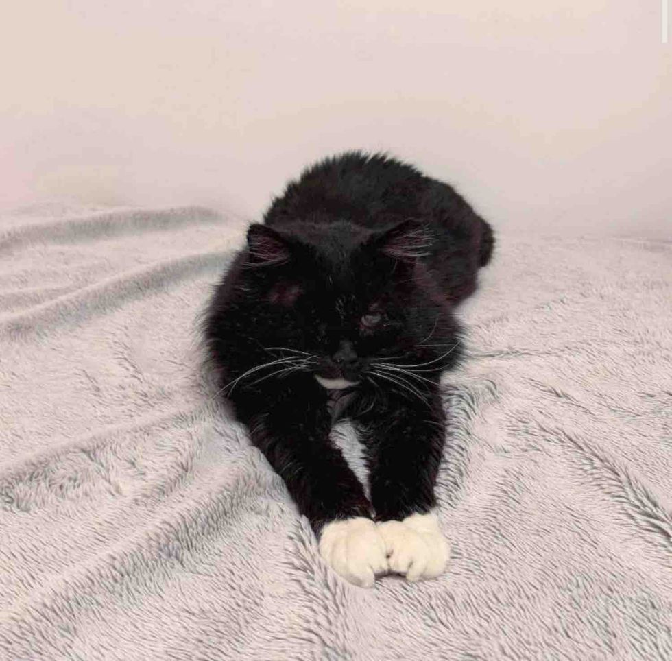 snuggly happy blind cat