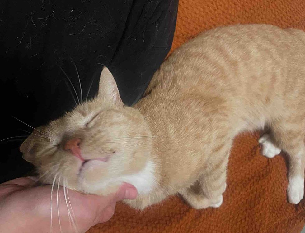 snuggly happy cat