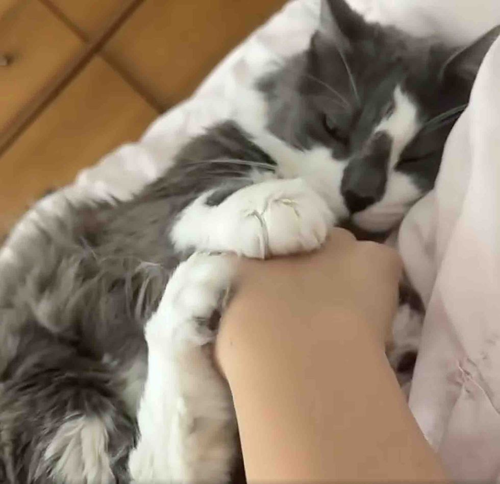 snuggly happy cat