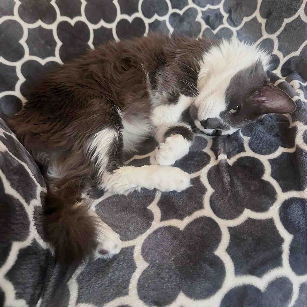 snuggly happy cat