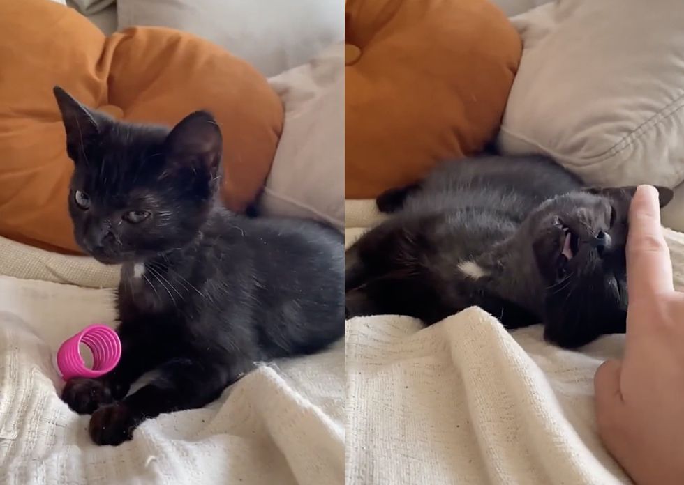 snuggly happy kitten
