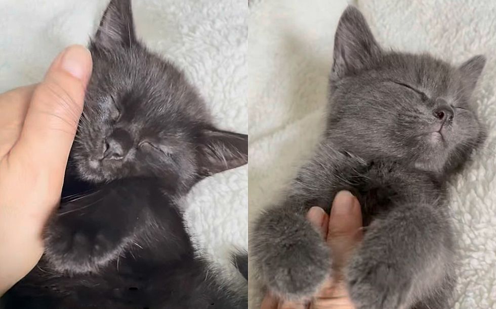 snuggly happy kittens