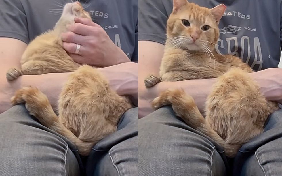 snuggly happy orange cat