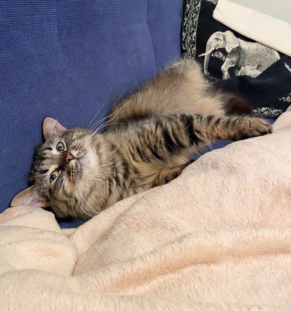 snuggly happy tabby cat