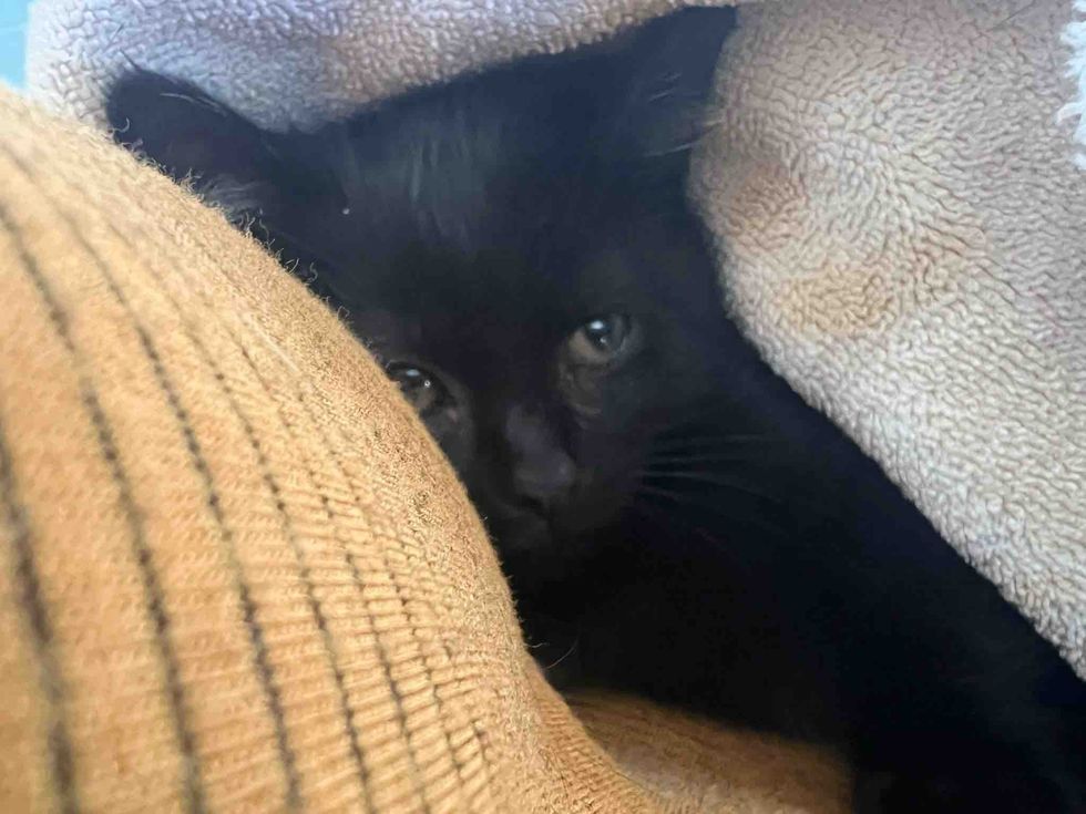 snuggly house panther kitten