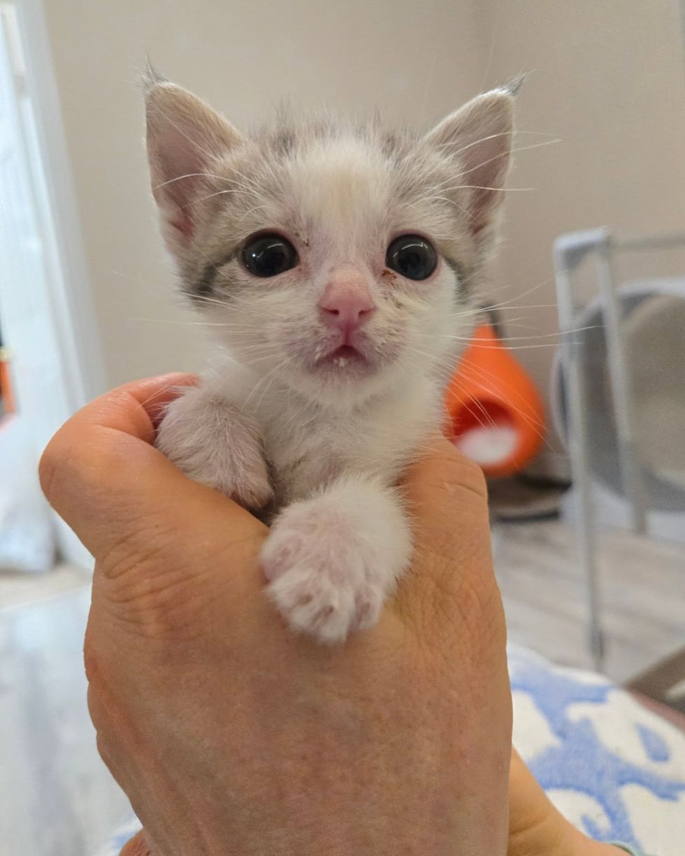 snuggly kitten bottle
