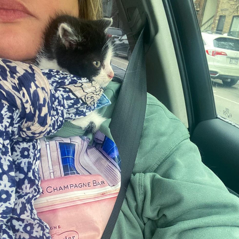 snuggly kitten car ride