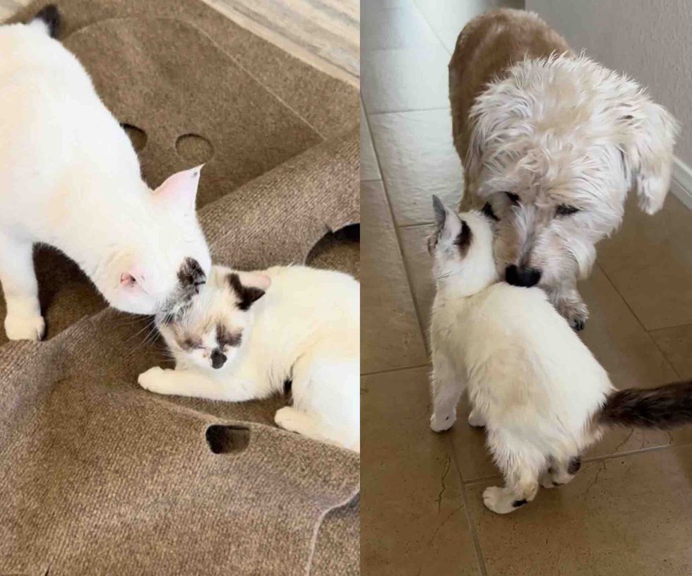 snuggly kitten cat dog friends